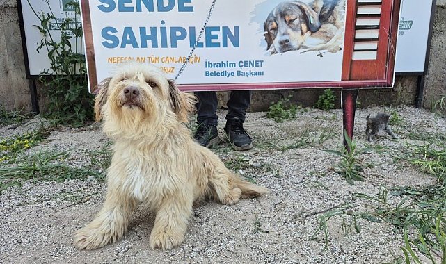 Osmaniye Belediyesi'nden 'Yuva Arayan Can Dostlarımız Sizi Bekliyor' kampanyası