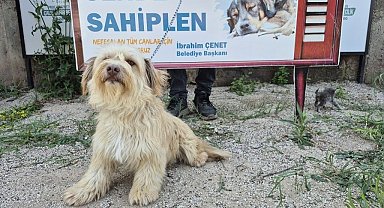 Osmaniye Belediyesi'nden 'Yuva Arayan Can Dostlarımız Sizi Bekliyor' kampanyası