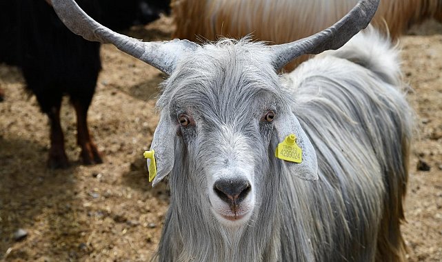 Osmaniye'de Kurban Bayramı öncesi hayvan pazarlarına denetim