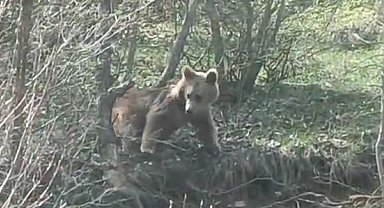 Otomobil kornasıyla ayının dikkatini çekmek istedi