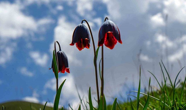 Palandöken'de Kaf ve Mor Laleler açtı