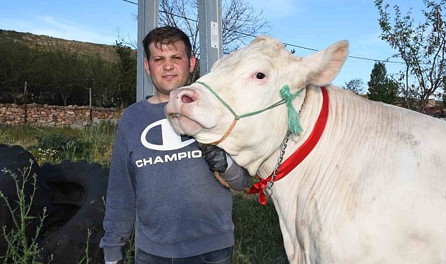 Pamuk kız, rekor kırmaya hazır: 1 tonluk dev düve alıcısını bekliyor