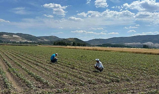 Pamuk üreticilerine "mücadele" çağrısı