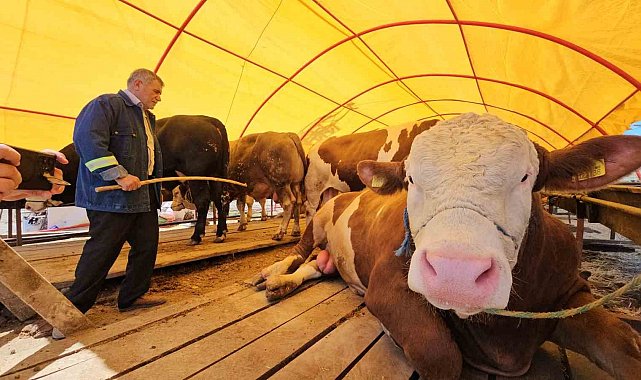 Pazarın yıldızı 'Yıldız' oldu; 850 kiloluk kurbanlık 285 bin TL'ye satıldı