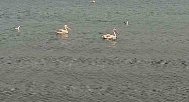 Pelikanlar İznik Gölü'nü süsledi