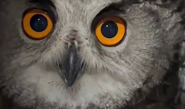 Puhu kuşu şimdi şefkatli ellerde