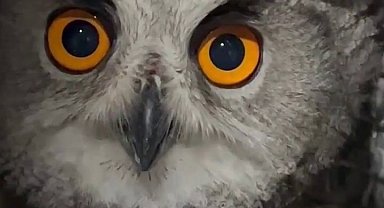 Puhu kuşu şimdi şefkatli ellerde