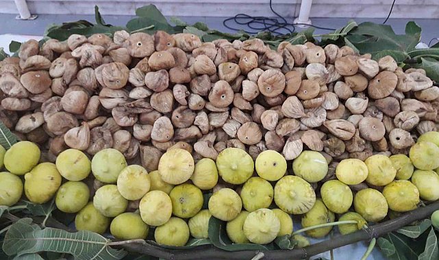 "Aflatoksinli incirler biyogaz enerjisine dönüştürüldü"