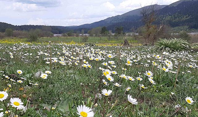 Rengarenk çiçekler göz kamaştırdı