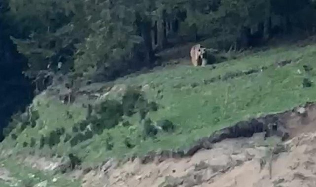 Rizeli muhtardan ayıya güzelleme: "Köyümüzün ayısı, anam, paşam. Gel buraya"