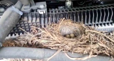 Rizeli'nin doğaya saygısı örnek oldu