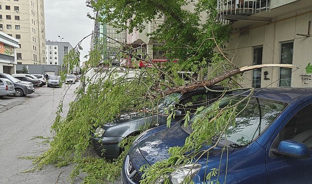 Rüzgarda kırılan ağaç dalı otomobillerin üzerine düştü