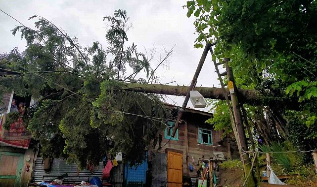Rüzgarın devirdiği ağaç evde hasara yol açtı
