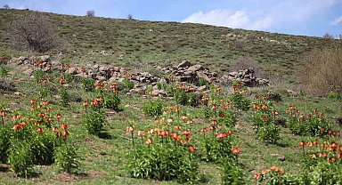 Sadece 20 gün açan ters laleyi koparmanın cezası araba parası