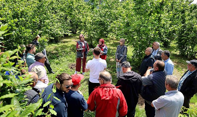 Sakarya'da kahverengi kokarca kabusuyla mücadele başladı: sahada çiftçilere feromon tuzağı ulaştırılıyor
