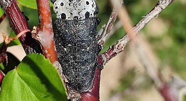 Salihli'de 'Fidan Dip Kurdu' tehlikesi!