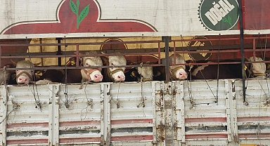 Salihli'de kurbanlık nakli yapan araçlara sıkı denetim