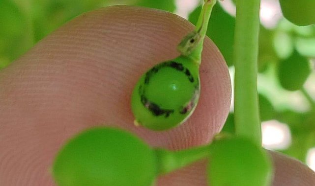 Salihli'de üzüm üreticilerine 'Salkım Güvesi' uyarısı