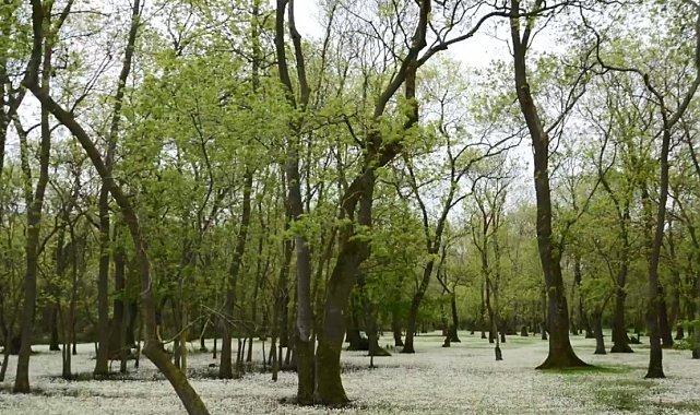 Samsun Kızılırmak Deltası: Karadeniz'in sessiz cenneti