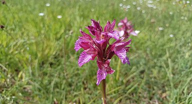 Samsun'da tabiat çiçek açtı