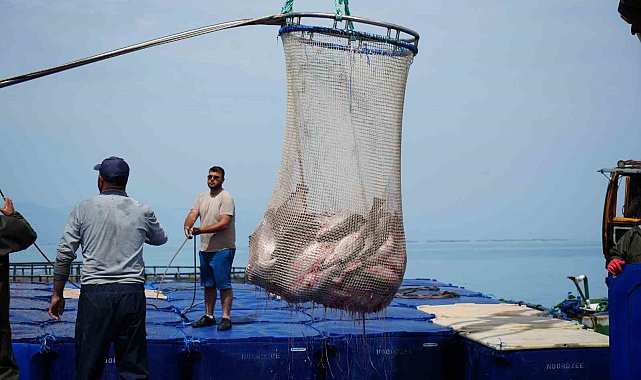 Samsun'da Türk somonu hasadı başladı