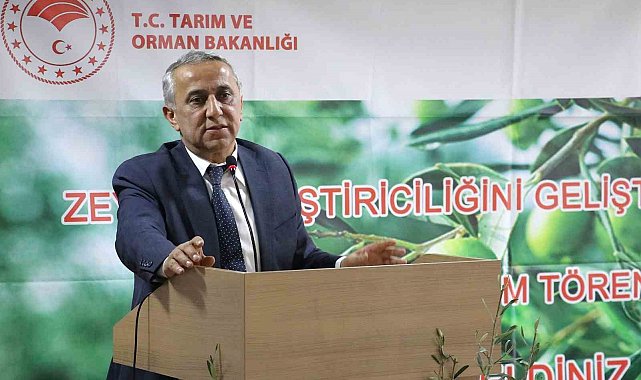 Samsun'da zeytin yetiştiriciliği yeniden canlanıyor