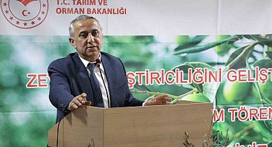 Samsun'da zeytin yetiştiriciliği yeniden canlanıyor