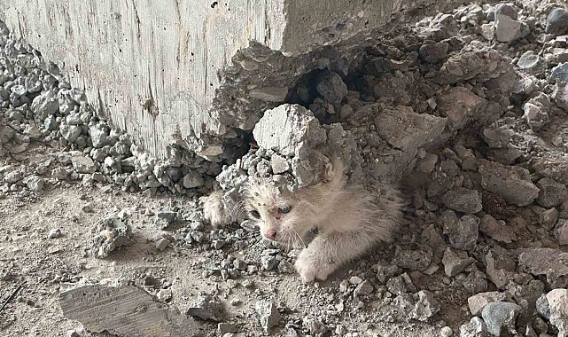 Şanlıurfa'da akıl almaz olay