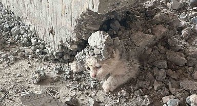 Şanlıurfa'da akıl almaz olay