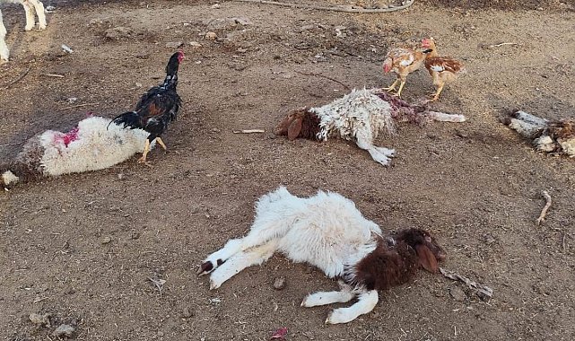 Şanlıurfa'da başıboş köpekler 33 kuzuyu telef etti