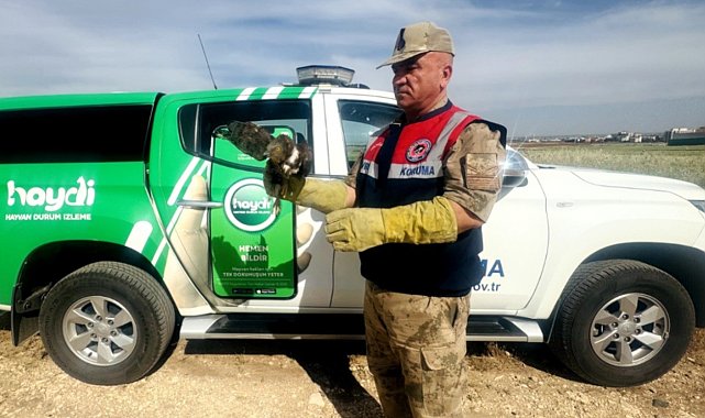 Şanlıurfa'da yaralı kızıl şahin tedavi altına alındı