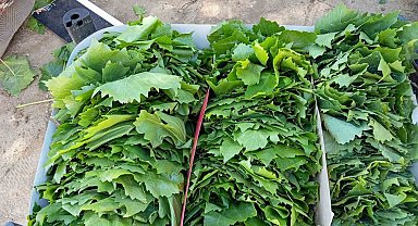 Sarıgöl'de bağ yaprağı sezonu açıldı