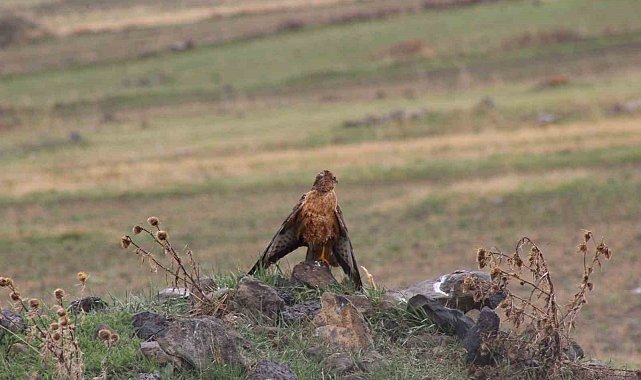 Sarıkamış'ta Kızıl Şahin objektiflere yansıdı