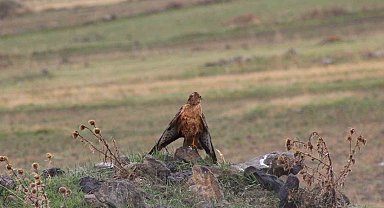 Sarıkamış'ta Kızıl Şahin objektiflere yansıdı