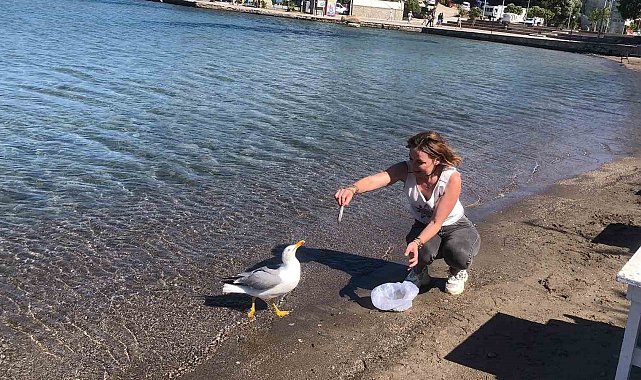 Sevimli martı Kumluk Plajı'nın maskotu oldu