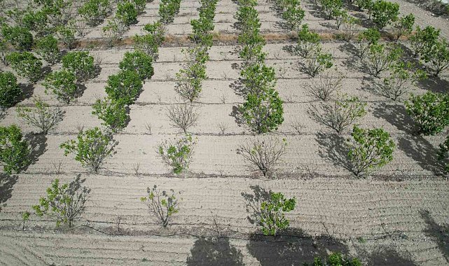 Sigorta yaptırmayan cennet hurması üreticisi yardım eli bekliyor