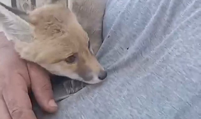 Siirt'te gördüğü tilkiyi bebek gibi sevdi