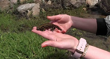 Siirt'te nesli tükenme tehlikesi altında olan benekli semender görüntülendi