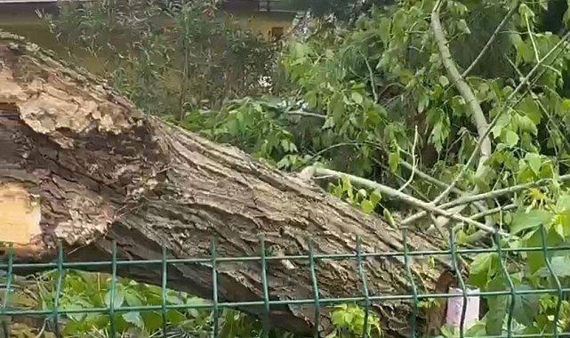 Siirt'te şiddetli rüzgar ağaçları devirdi