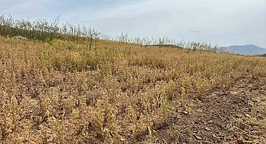 Siirt'te yılın ilk mercimek hasadı yapıldı