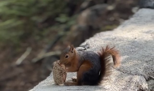 Sincabın bayram kömbesi yemesi gülümsetti