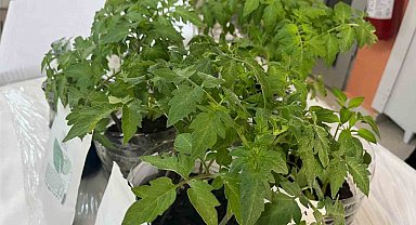 Sinop imam hatip öğrencilerinden tarıma yosunlu destek