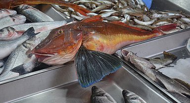 Sinop'ta 5 kiloluk kırlangıç balığı yakalandı