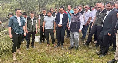 Sinop'ta Delice zeytinleri aşılanarak ekonomiye kazandırılıyor