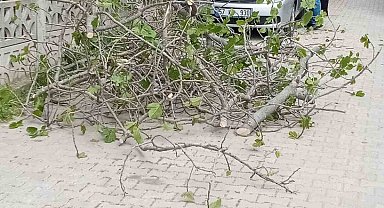 Sinop'ta incir ağacı otomobilin üstüne devrildi