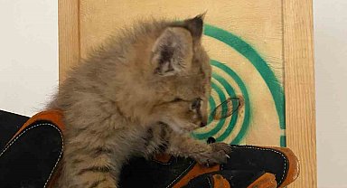 Şırnak'ta nadir görülen saz kedisi yavrusu bulundu