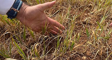 Şırnak'ta susuz tarım ürünlerinde erken kuruma başladı