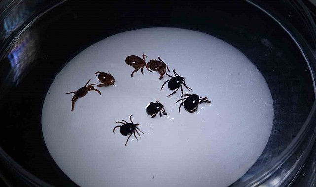 Sivas'ta 8 kişiye KKKA tanısı konuldu, 1 kişi hayatını kaybetti