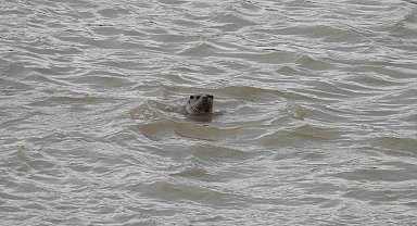 Sivas'ta nesli tehdit altındaki su samuru görüntülendi