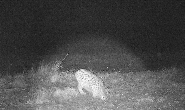 Sivas'ta vahşi yaşam böyle görüntülendi